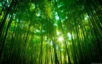 Cara Membuat Kerajinan dari Bambu berupa Kipas Anyaman