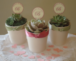 Cara Merawat Souvenir Kaktus Mini Yang Benar